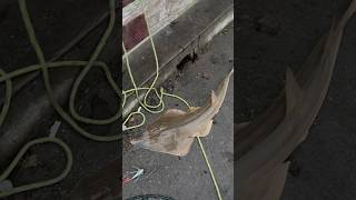 Solid pancake Guitarfish fishing pierfishing [upl. by Audwin]