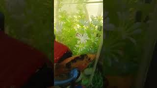 Parrot fish tank parrotfishaquariumfish subscribe [upl. by Yeorgi]