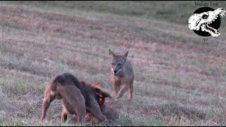 Coyotes Try To Attack Dog  Coyote Hunting With Decoy Dog [upl. by Leacock141]