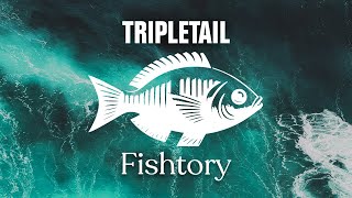 Catching Tripletail Everything You Need To Know  Fishtory [upl. by Simaj707]