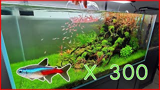 How We Added 300 Neon Tetras to Our Aquascaped Tank [upl. by Arrej309]