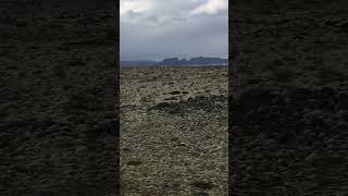 old volcanic field 🌋can you see lichen 🦠shorts travel nature iceland vlog trekking [upl. by Marinna518]