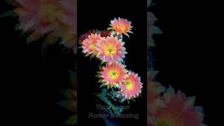 Time lapse flower cactus blooming Witness the magical beauty of a cactus flower in full bloom P13 [upl. by Kiley952]