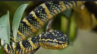 meet the wagler s pit viper [upl. by Nnylg]