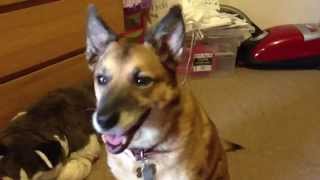 Dog with Cushings Disease [upl. by Jeritah]