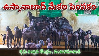 ఉస్మానాబాద్‌ మేకల పెంపకం  Osmanabadi Goat Farming కృషి విజ్ఞాన కేంద్రం  పందిరిమామిడి [upl. by Lundquist]