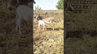 Donkeys kids video [upl. by Innek562]