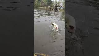 Vernon Lake  Leesville Louisiana  Kayak Bass Fishing [upl. by Ednil]