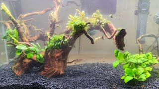 🐟Acuario de 112 Litros con bucephalandras y anubias para cría de ancistrus [upl. by Vera751]