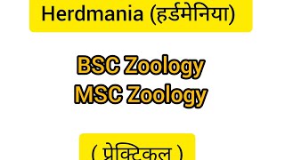 Herdmania हर्डमेनिया BSC Zoology  MSC Zoology  Prectical [upl. by Page]