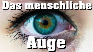 Biologie Das Auge [upl. by Sorce]