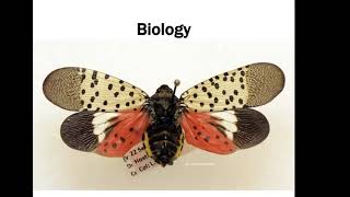 Spotted Lanternfly Everything You Need to Know in 30 minutes [upl. by Ltney]