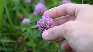 5 Medicinal Plants And Herbs You Can Find In Your Yard [upl. by Vincenty]