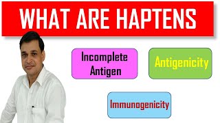 What are Haptens in immunology Animation [upl. by Nilknarf]