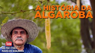 A Historia da Algaroba [upl. by Virginie20]