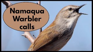 NAMAQUA WARBLER calling [upl. by Adelice]