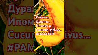 Руэллия Дуранта Ипомея и Cucumis sativus РАМАЗАН рамазан [upl. by Rennie]