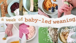 What My 8 Month Old Eats in a WEEK  BabyLed Weaning  Purees [upl. by Dahc]