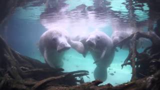 Snorkeling with the Manatees of Crystal River Florida [upl. by Frye]