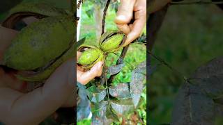 Walnut tree in jungle 😲 shortvideo [upl. by Aekal308]