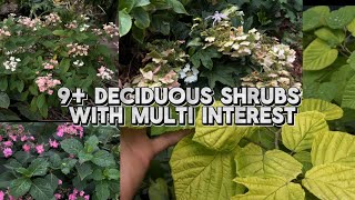 My Favorite Shrubs In My Small Garden  Hydrangeas  Fothergilla amp More [upl. by Hamford]