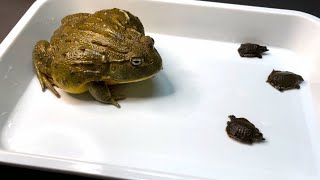 Huge African Bullfrog Sees Three Softshell Turtles  WARNING LIVE FEEDING [upl. by Biegel]