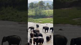 ШриЛанка день 1 Пинавелла srilanka elephant travel family best [upl. by Julide418]