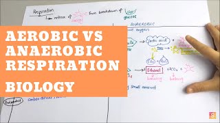 Biology  Aerobic vs Anaerobic Respiration [upl. by Lanie]