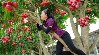 Harvesting WAX APPLE  goes to the market sellcooking build life  Vietnamese Harvesting [upl. by Ellenrahs569]