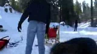 Big Bear Dog Sledding Part 1 [upl. by Gayla]