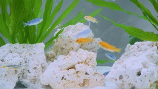 hygger Aquarium Gravel Cleaner Kit installation videohg956 [upl. by Tawsha]