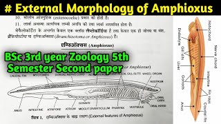 External Morphology of Amphioxus  Branchiostoma Morphology  BSc 3rd year Zoology 5th semester [upl. by Erehc440]