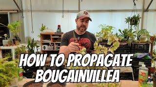 How To Propagate Bougainvillea [upl. by Oivlis979]