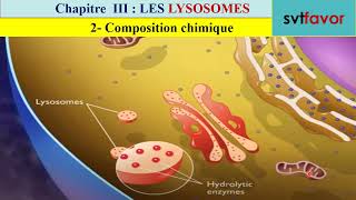 cours de biologie cellulaire le lysosome fssm svi et stu 2023 [upl. by Ailama]