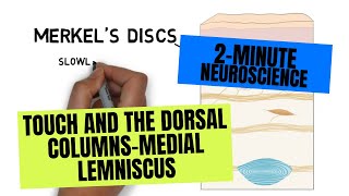 2Minute Neuroscience Touch and the Dorsal ColumnsMedial Lemniscus [upl. by Munster565]