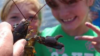 OceanRunnerNH The American Lobster [upl. by Peoples178]