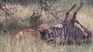 Lionesses Hunted down a Wildebeest  Talamati Pride  21 March 2024 [upl. by Ranilopa]