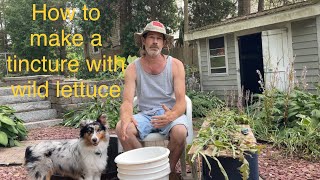 How to make a wild lettuce tincture [upl. by Martynne289]