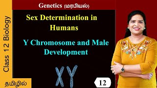 Y Chromosome and Male Development [upl. by Ahsinac283]