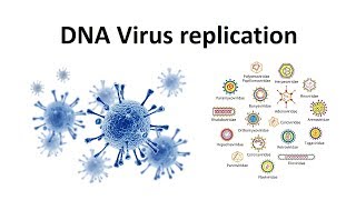 Replication of DNA viruses  How DNA viruses replicate  virology  USMLE [upl. by Nebe]