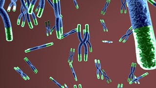 Telomerase Enzyme  What does the telomerase enzyme do [upl. by Marrissa375]