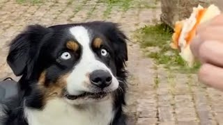 DOGS Will Break Your Heart 😹 FUNNY Dog videos of 2024 [upl. by Eedoj601]