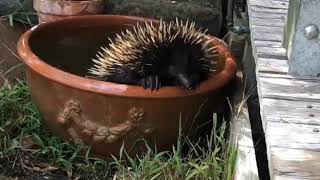 Echidna enjoys bath in water [upl. by Harned]