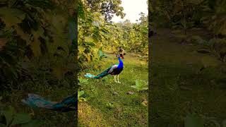 Beautiful peacockcatching 🦚😨 youtubeshortsfeed viralvideovideo viralshorts subscribeshortvideo [upl. by Storer]