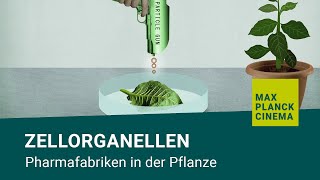 Zellorganellen  Pharmafabriken in der Pflanze [upl. by Inwat]