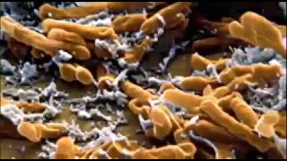 Viruses Documentary 2017  The Indestructible Virus [upl. by Norted760]