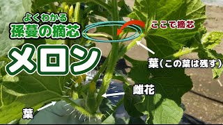 メロン栽培【４回目】整枝作業の大詰め「孫づるの摘芯」はこれですべて解決出来る [upl. by Bergess]