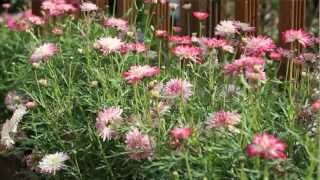 How to plant up Argyranthemum Daisy Crazy plants from Mr Fothergills [upl. by Butterfield]