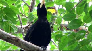 Crested Oropendola  Psarocolius decumanus Llanos and E Andean slopes [upl. by Odarbil703]