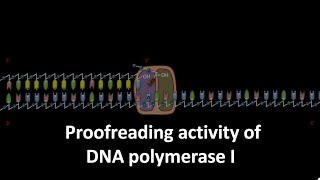 Proofreading activity of DNA polymerase 1 in E coli [upl. by Sabella38]